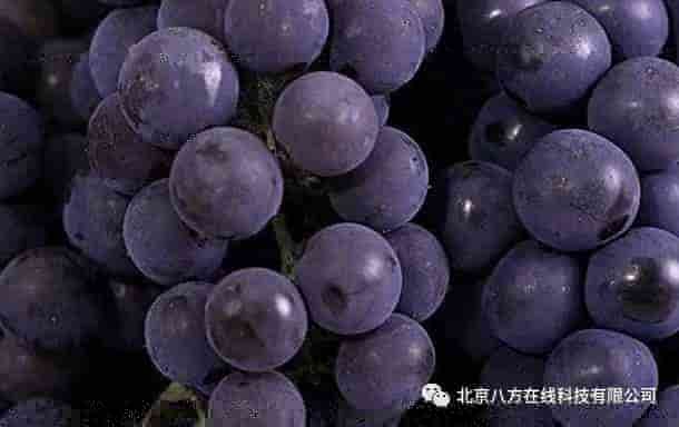 OC渲染器比Cinema 4D的好在哪？为什么？